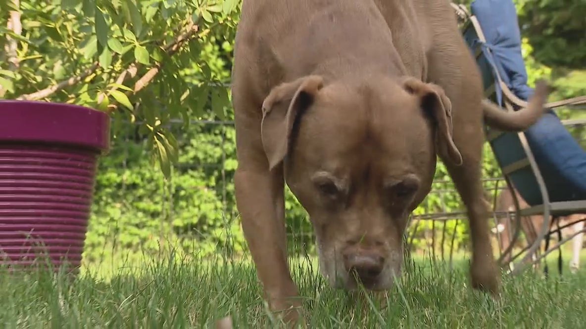 Some White Lake residents want ordinances against Rottweilers, pit bulls